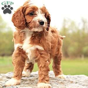Caiden, Cavapoo Puppy